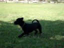 Choco at the Park
