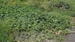 لاهالي الكفرين حيفا