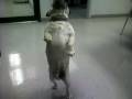 Titus does pug trick 2