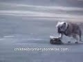 funny animals