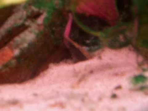 how to care for a zig zag eel