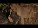 Lionesses kill BIG! Lionesses kill BIG!