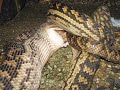Snake Eats Family Dog Snake Eats Family Dog