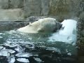 Polar Bear Attack