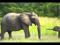 Bushcamp Company - Emerald Season Bushcamp Company - Emerald Season