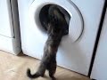 metiss et le lave linge metiss et le lave linge