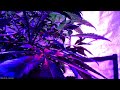 reverse timelapse lav9...