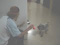 happy schnauzer !!!!!! (acha q � gente)