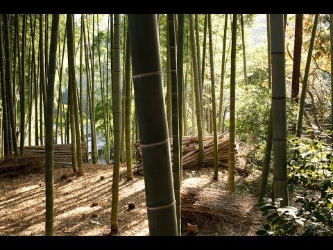 how to transplant potted bamboo