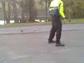 Plover birds go psycho