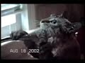Funny cats Funny cats