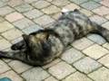 deeltijd poes 2
