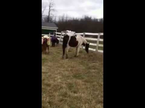 horses grand national