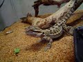 meu dragão barbudo meu dragão barbudo