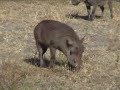 Chobe NP