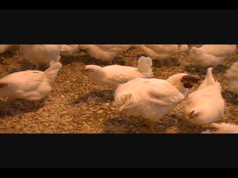 how to fertilize broiler eggs