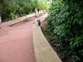 videos de Coatis en Argentine