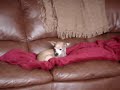 singing chihuahua singing chihuahua