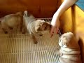 Eleccion Shar Pei Eleccion Shar Pei