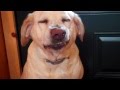 Denver Official Guilty Dog Video www.facebook ...