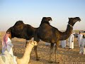 شراه الامير متعب بست ملايينموقع سمان الهرج الشعبي  مزاين مزايين الابل ابل بعير ناقه ناقة فحل مجاهيم وضح قصايد قصيده قلطات قلطه شعر اشعارالهاجري القحطاني العتيبي السبيعي اليامي العجمي المري الحربي الدوسري
