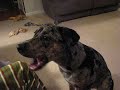 Catahoula & Carrots