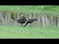 Glossy Ibis n Swamphen