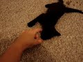 Lovable Kitten with CH (Cerebellum Hypoplasia) Lovable Kitten with CH (Cerebellum Hypoplasia)