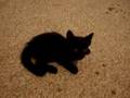 Lovable Kitten with CH (Cerebellum Hypoplasia)