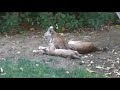 New bobcat kitten in my yard