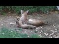 New bobcat kitten in my yard
