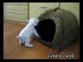 Filhotes Schnauzer Miniatura Branco Fazendo Festa