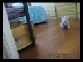 Filhotes Schnauzer Miniatura Branco Fazendo Festa