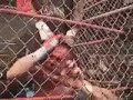 SST (Homicide & B Boy) vs. Hart Foundation (Evans & Hart) Cage Match 2/3