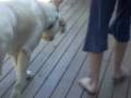 My Dog Is Like A Horse