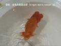 らんちゅう部門 金賞（1位）＠第4回 生き物大好き LOVE FISHフェア