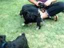 9-4-08 puppy video 10