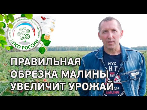 Один урожай ремонтантной малины