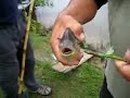 Piranha Used for Clipping