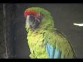 Military Macaw, Guacamaya Verde (Ara militaris) VU