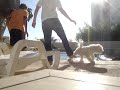 dogs in the pool