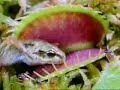 Venus Fly Trap