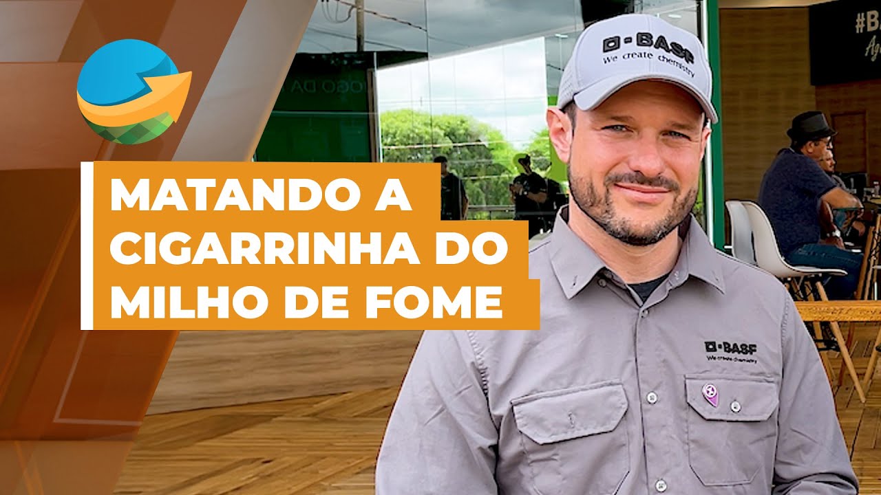 Novo inseticida impede a cigarrinha de se alimentar do milho, reduzindo chances de contaminação