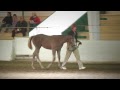 Pretty Please (38) 2009 Irish Draught Sporthorse filly