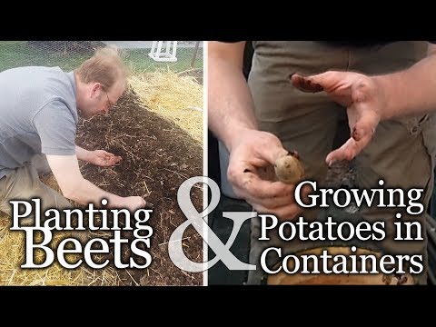 how to fertilize snapdragons