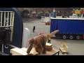 Dino Arrival