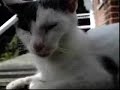 Kitties R Us 2
