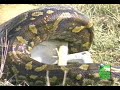python eats a deer