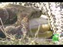 python-eats-a-deer
