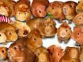 the real bing cavy